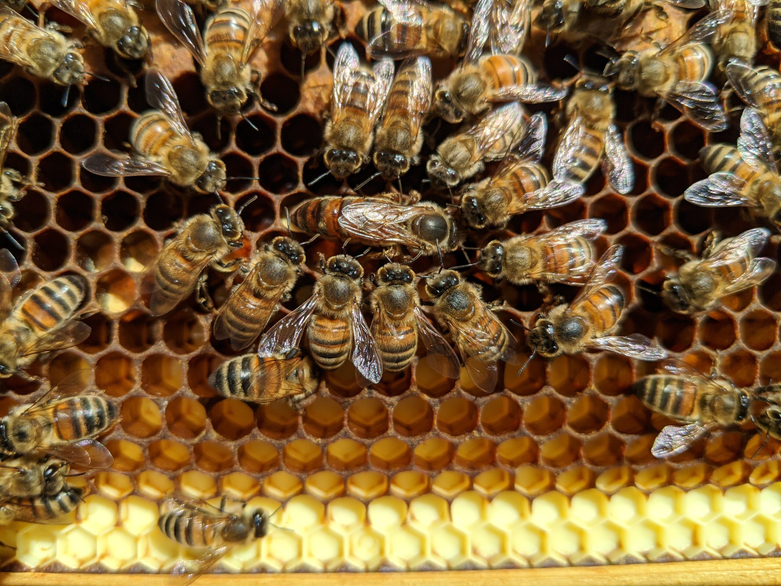 Mated Queen Bees - Local Pickup Only – The Great Lakes Bee Company