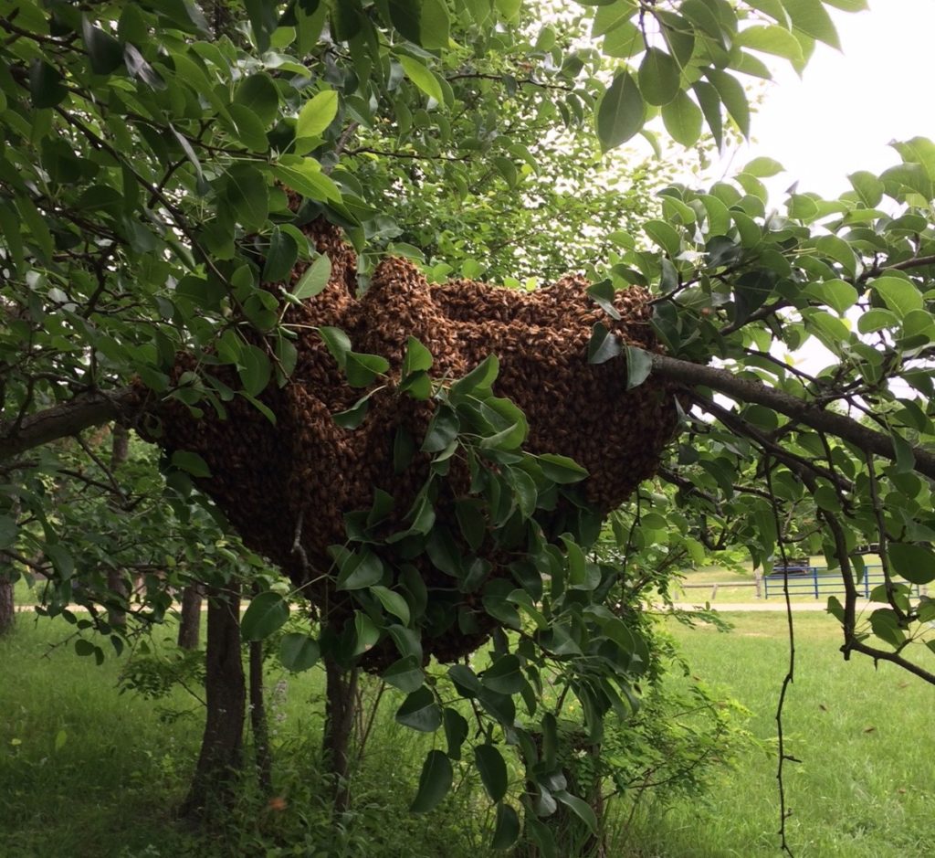 What is Swarming and Why Bees Do it The Great Lakes Bee Company